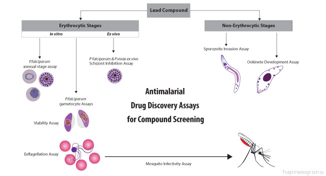 Assays for Drug Discovery